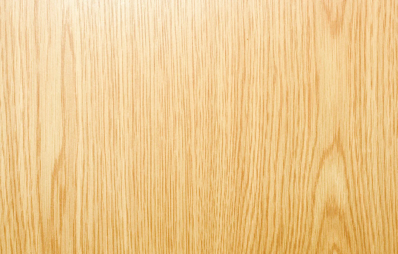 Photo wallpaper trees, floor, coating, flooring, PLYWOOD