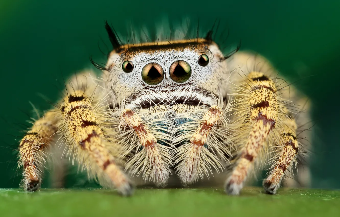 Photo wallpaper eyes, macro, yellow, pose, green, background, legs, spider