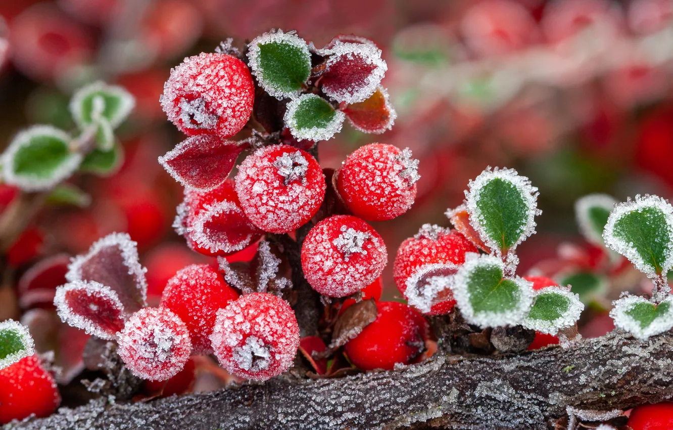 Photo wallpaper frost, autumn, berries, crystals