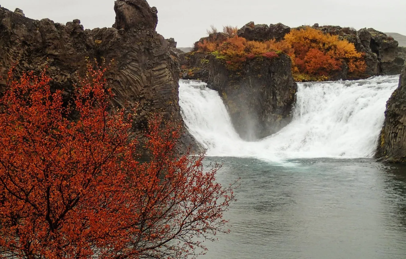 Photo wallpaper autumn, river, tree, rocks, waterfall, stream, Iceland