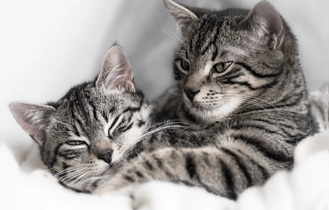 Photo wallpaper cat, cat, a couple