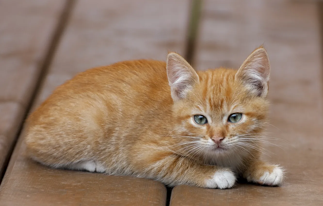 Photo wallpaper lies, red, kitty