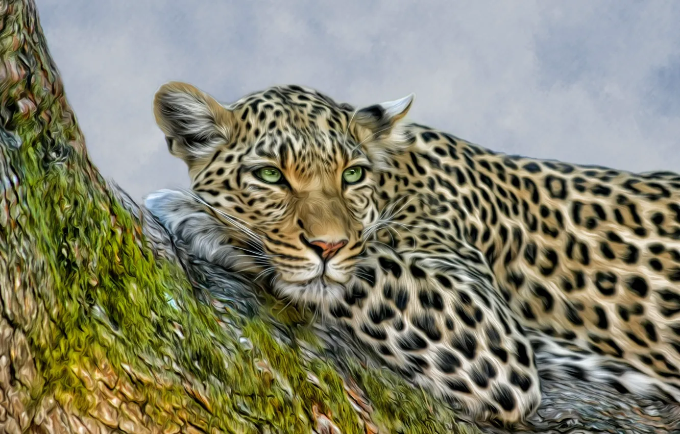 Photo wallpaper tree, stay, photoshop, leopard, wild cat