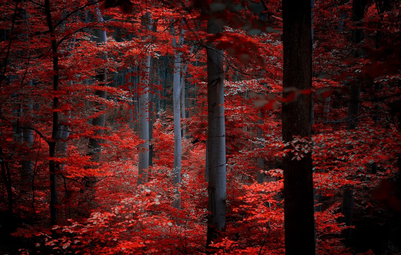 Photo wallpaper autumn, forest, leaves, trees, red, nature, Burgundy, crimson