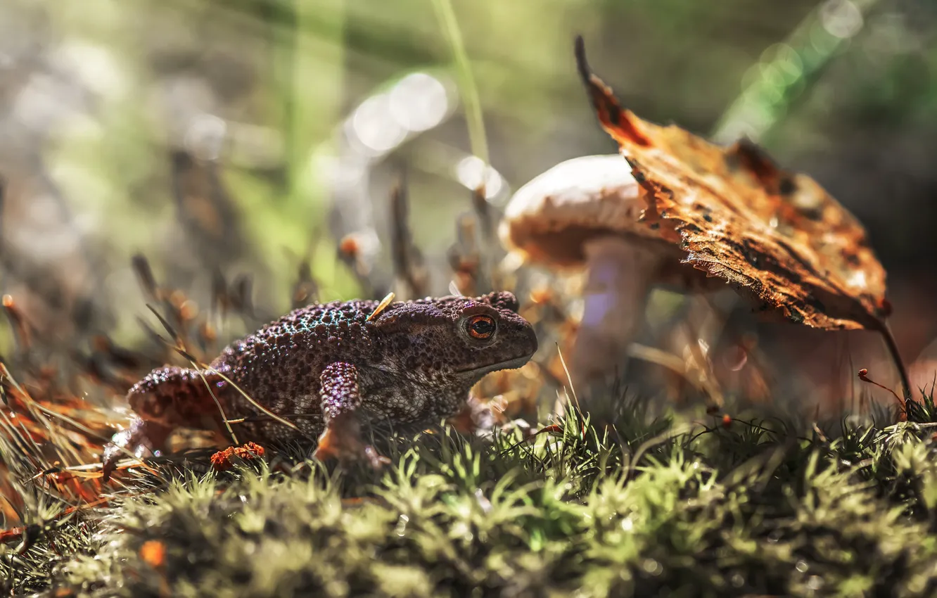 Photo wallpaper autumn, light, glade, mushrooms, leaf, moss, frog, toad
