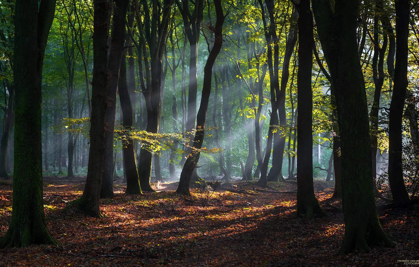 Photo wallpaper falling leaves, rays of light, Autumn Park