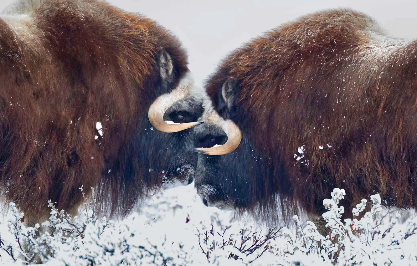Photo wallpaper Alaska, horns, USA, musk ox