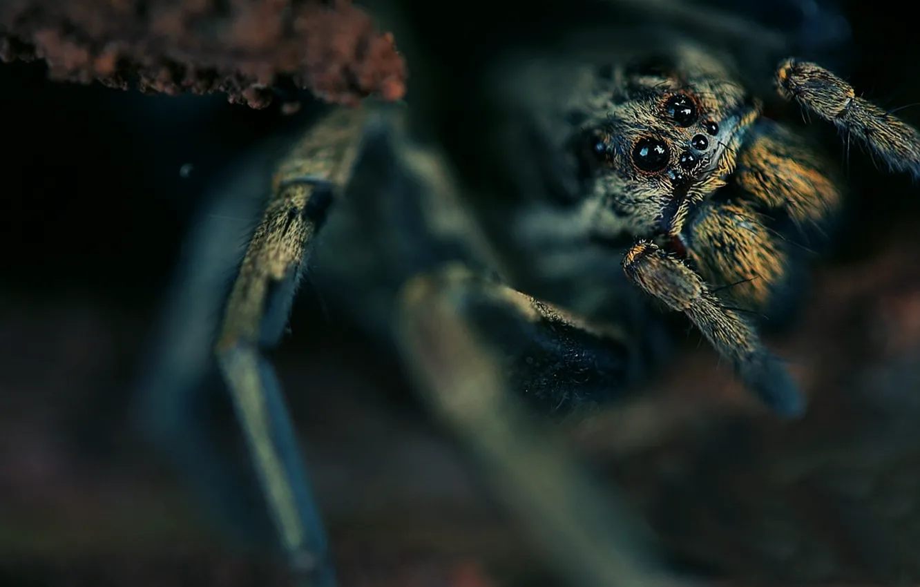 Photo wallpaper eyes, torso, spider, hairy, however