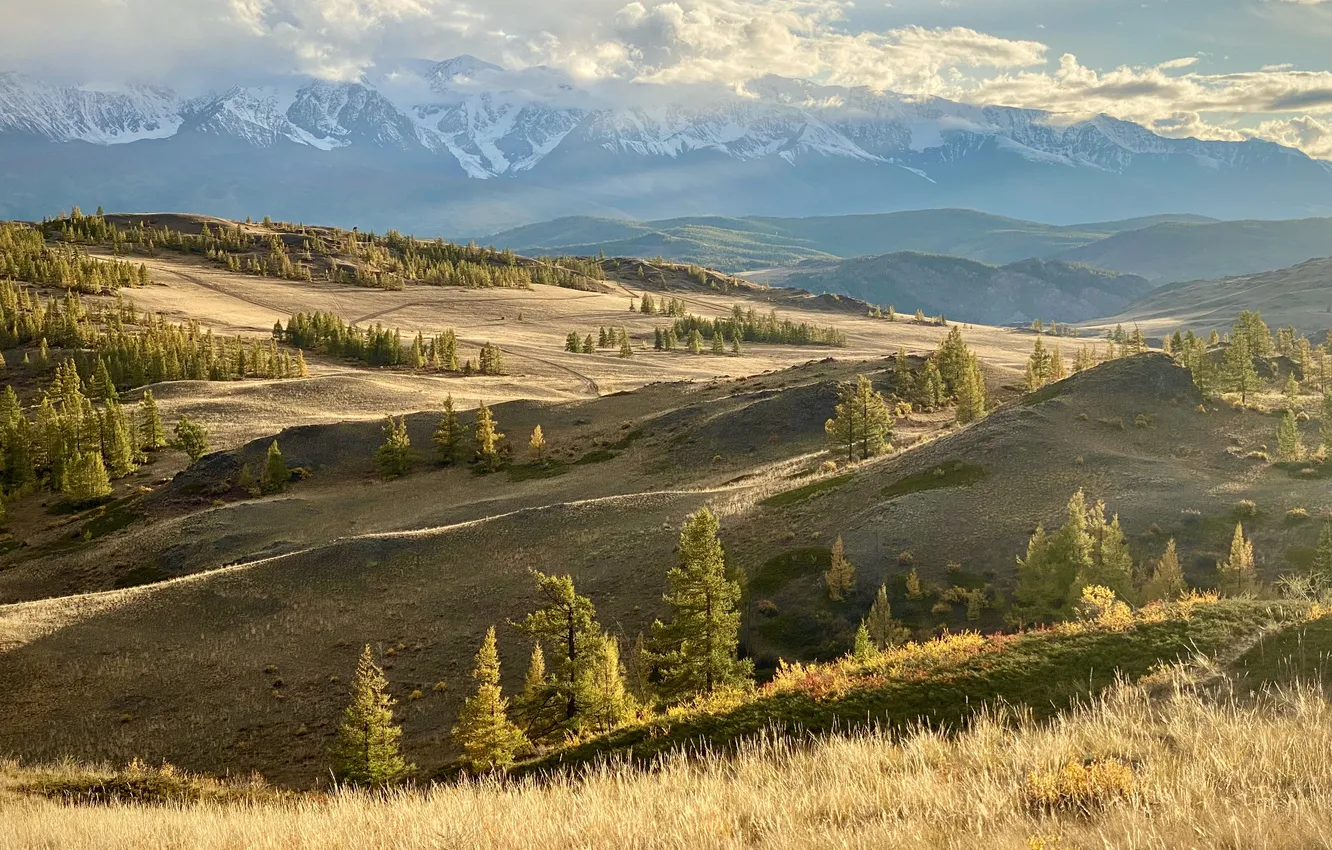 Photo wallpaper trees, mountains, pine trees, Grasslands
