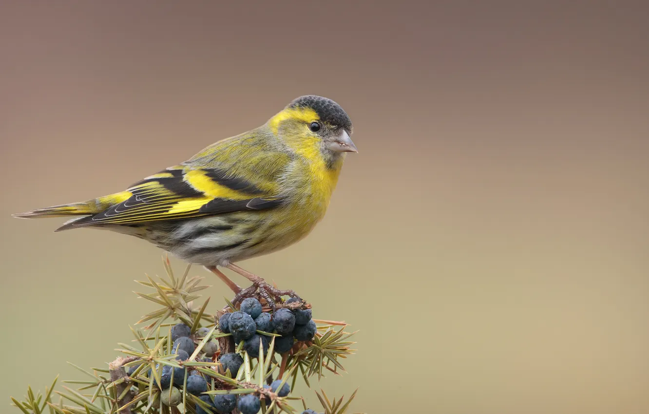 Photo wallpaper bird, bird, Chizh