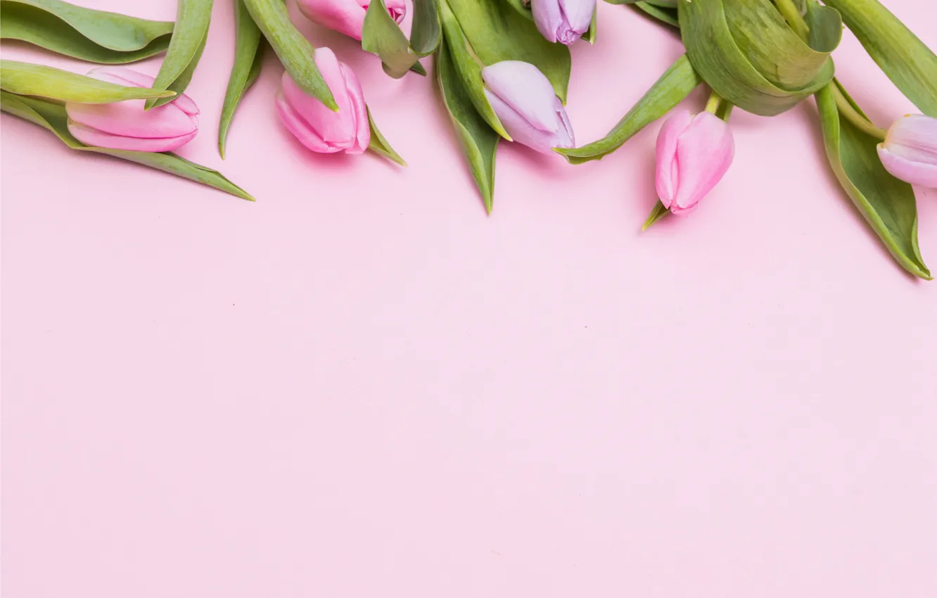 Photo wallpaper flowers, tulips, pink, fresh, pink, flowers, tulips, spring