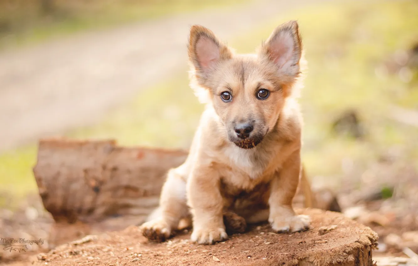 Photo wallpaper look, each, dog