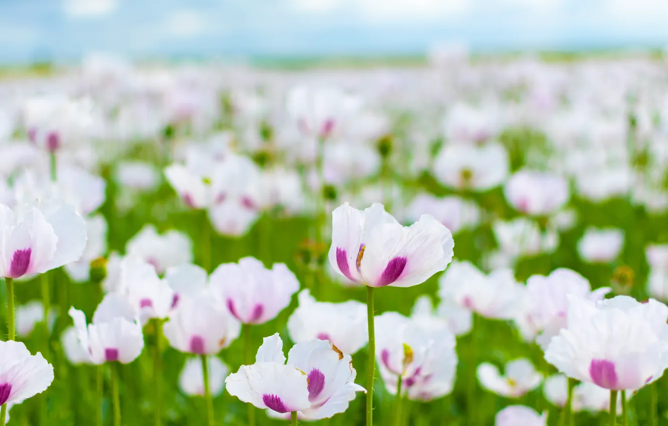 Photo wallpaper field, flowers, Maki, white, bokeh, poppy field