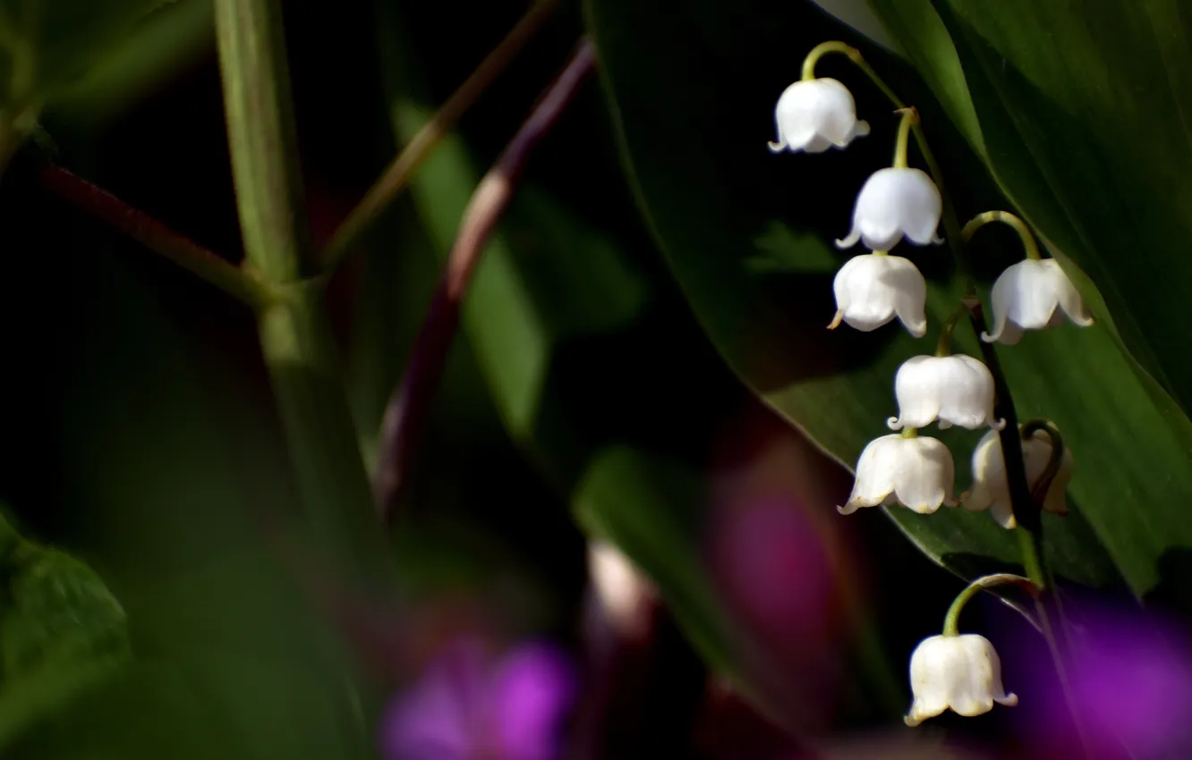 Photo wallpaper leaves, light, flowers, the dark background, spring, stem, white, black background