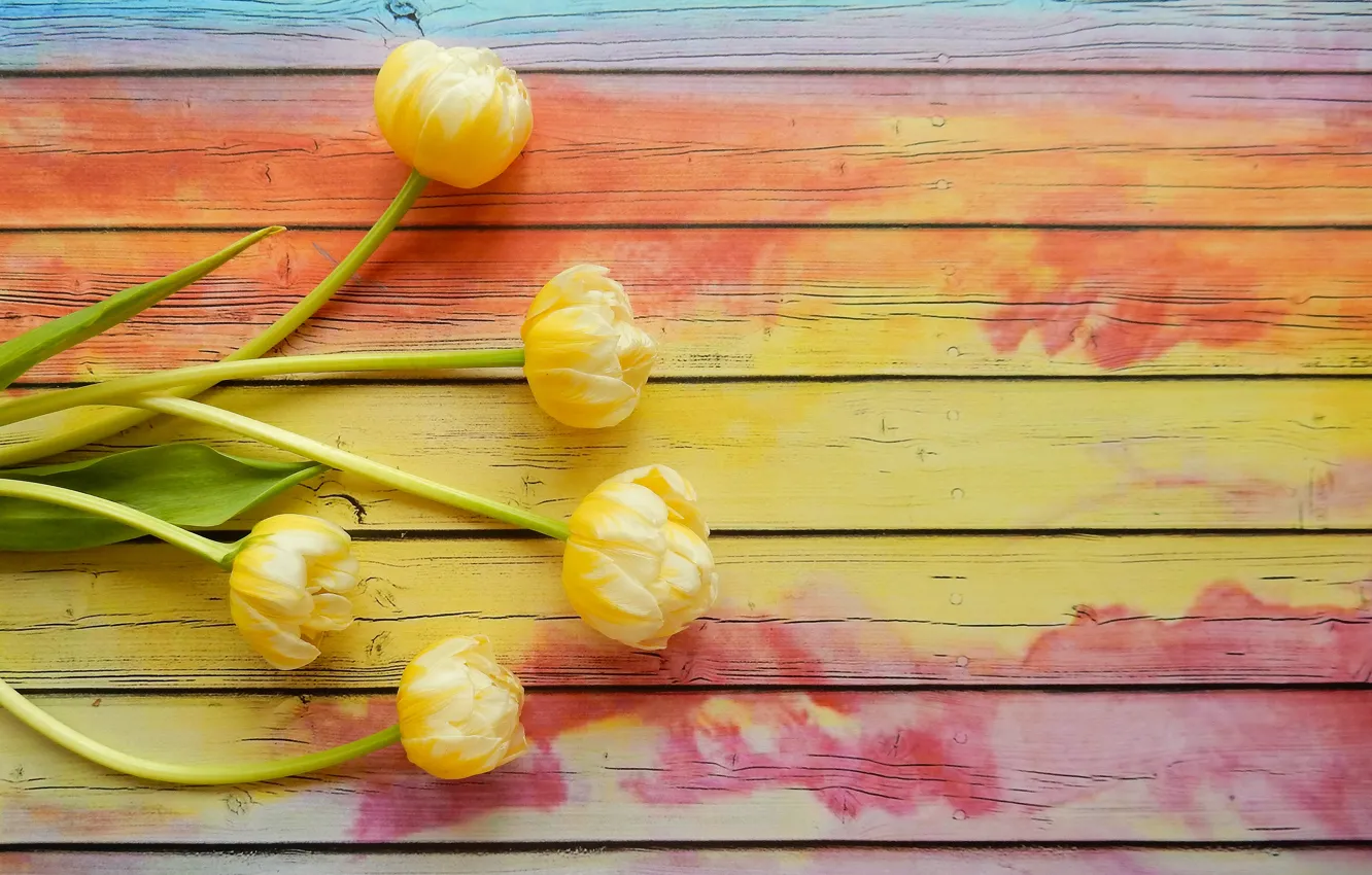 Photo wallpaper flowers, bouquet, spring, tulips, widescreen, flowers, beautiful, background