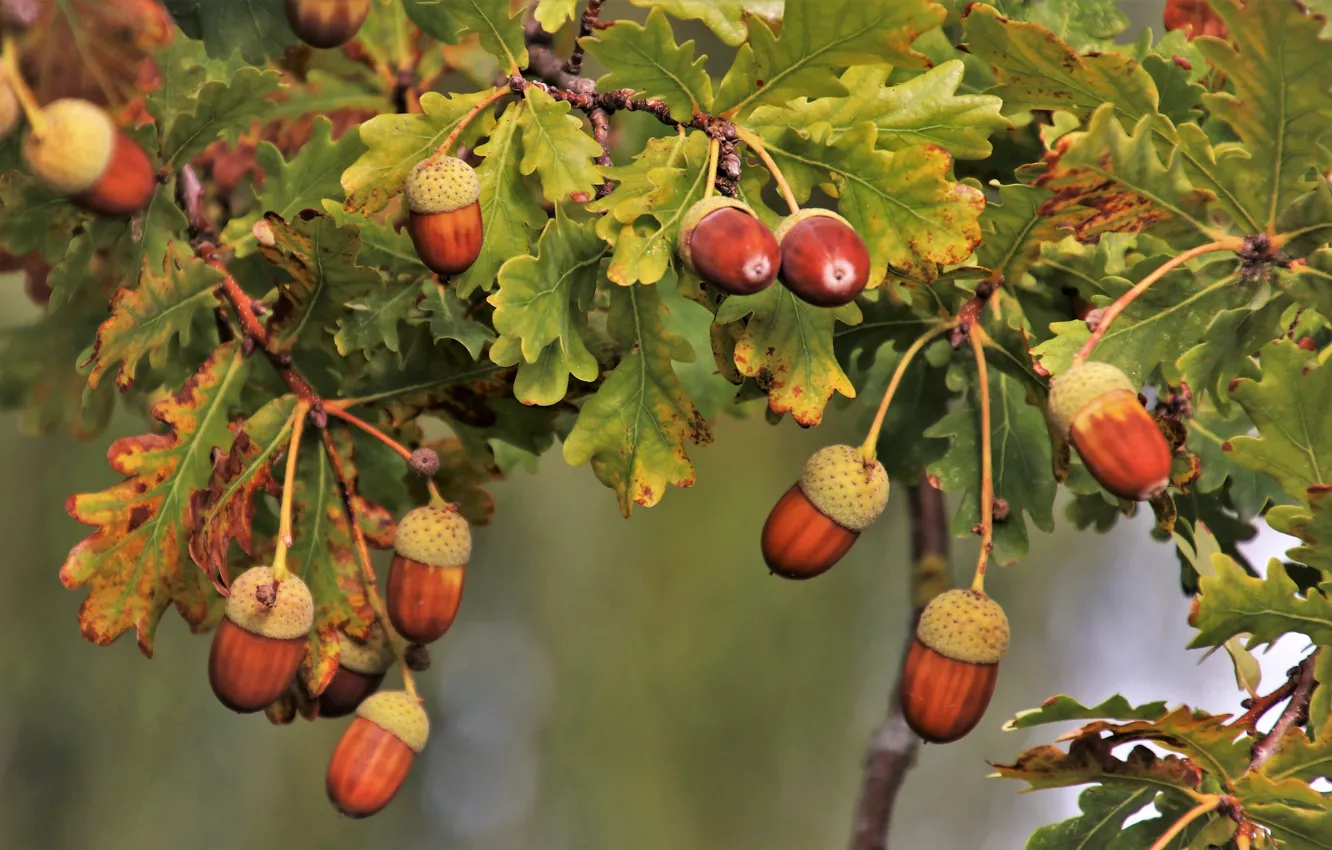 Photo wallpaper leaves, branches, acorns, oak