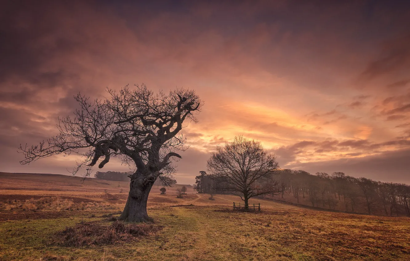 Photo wallpaper field, trees, sunset