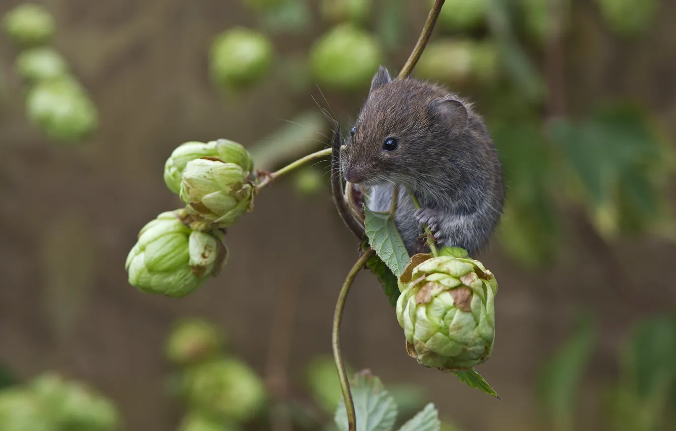 Photo wallpaper nature, animal, branch, mouse, bumps, rodent, hops