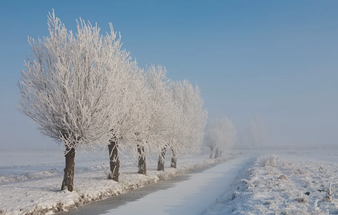 Photo wallpaper winter, frost, snow, trees, landscape, nature