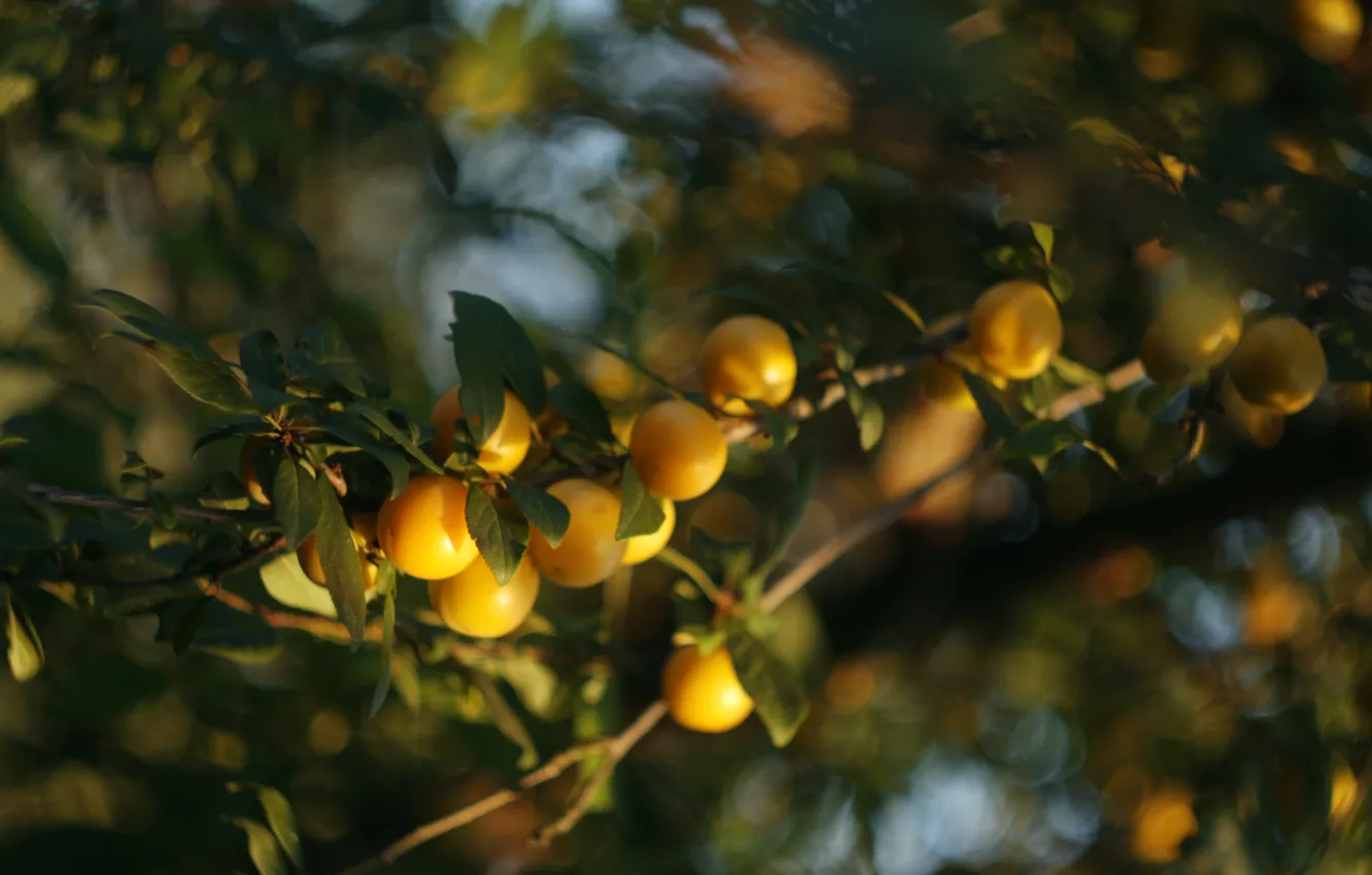 Photo wallpaper yellow, green, tree, fruit, plum