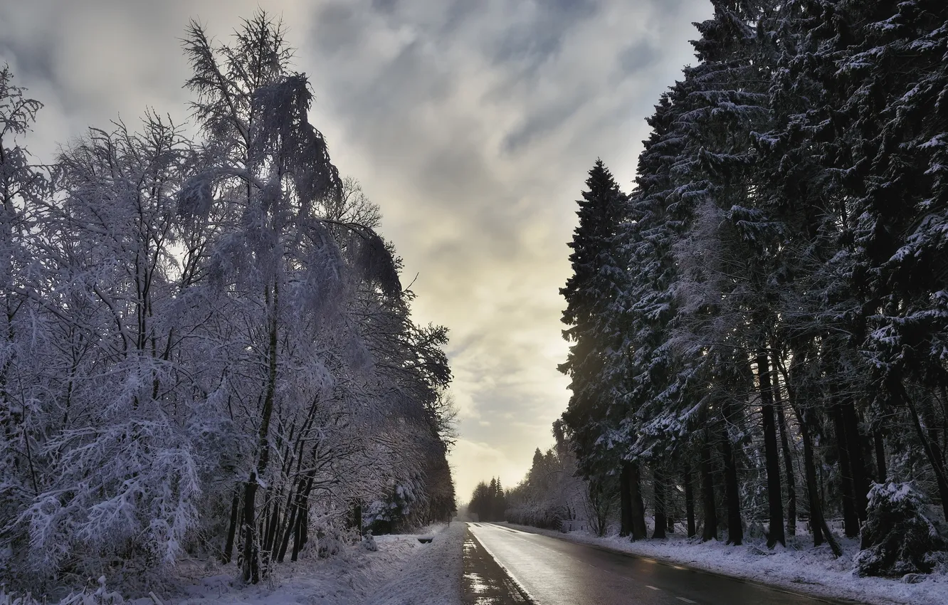 Photo wallpaper road, snow, trees, landscape