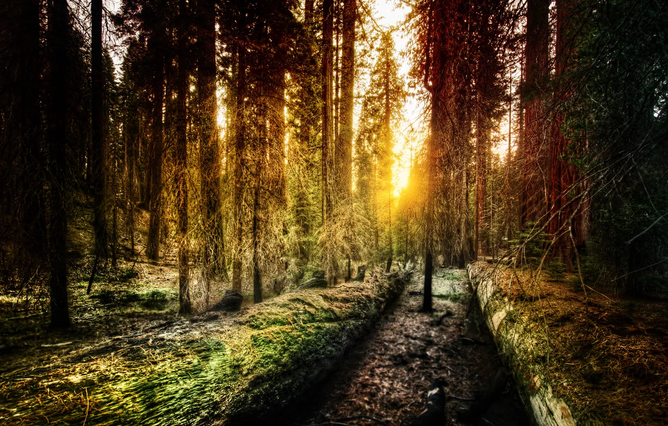 Photo wallpaper forest, CA, Yosemite, California, Old Forest