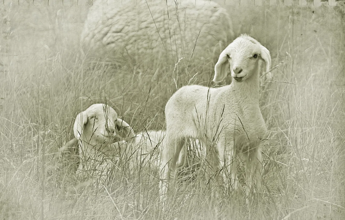 Photo wallpaper field, style, sheep