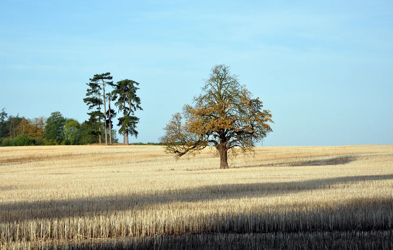 Photo wallpaper field, landscape, nature, tree