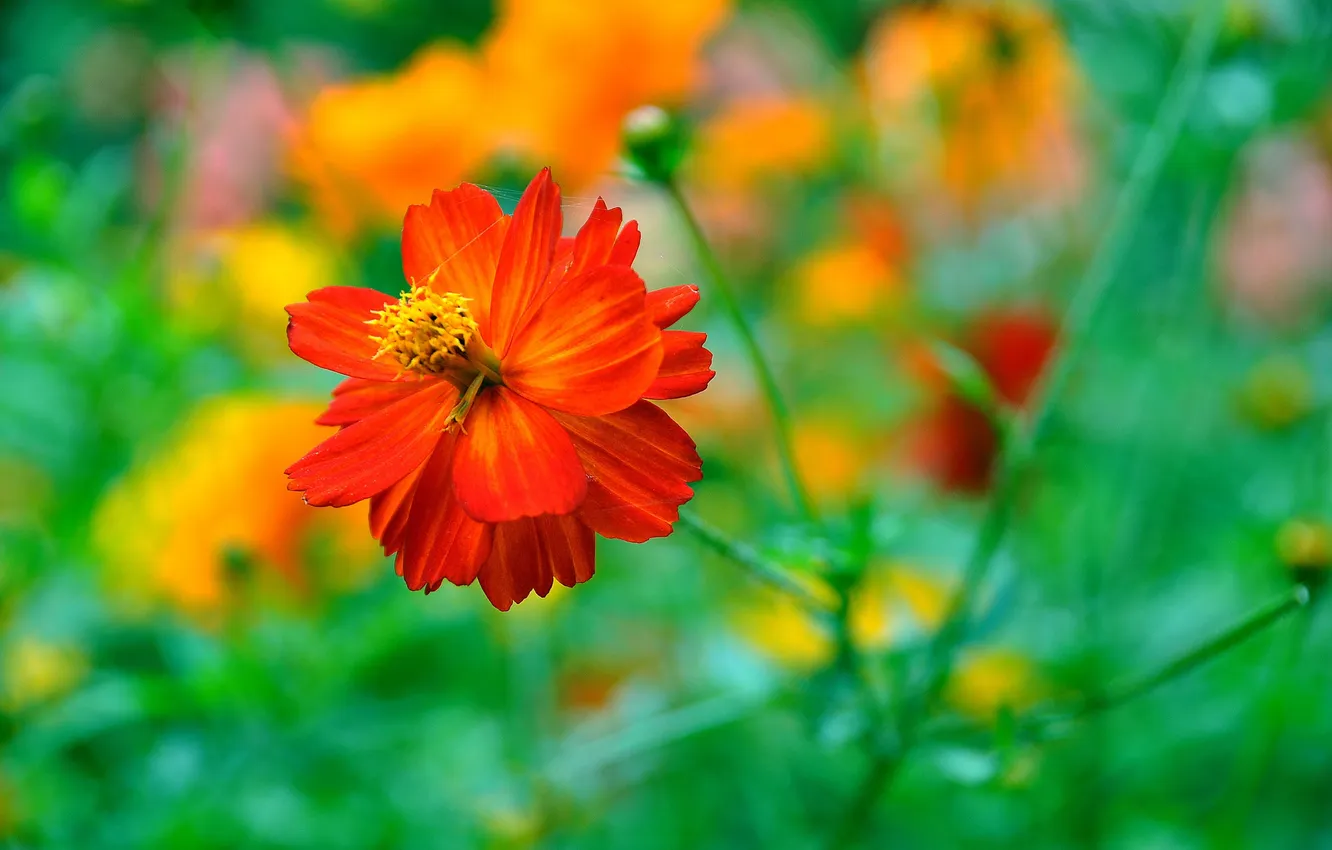 Photo wallpaper field, nature, plant, petals, meadow