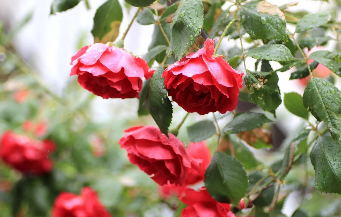 Photo wallpaper flowers, roses, the bushes