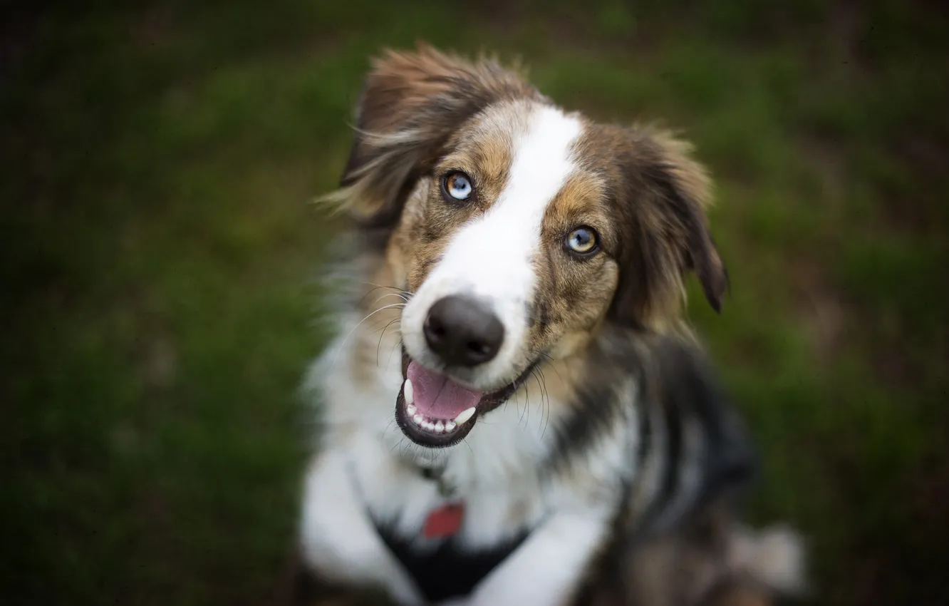 Photo wallpaper look, each, dog