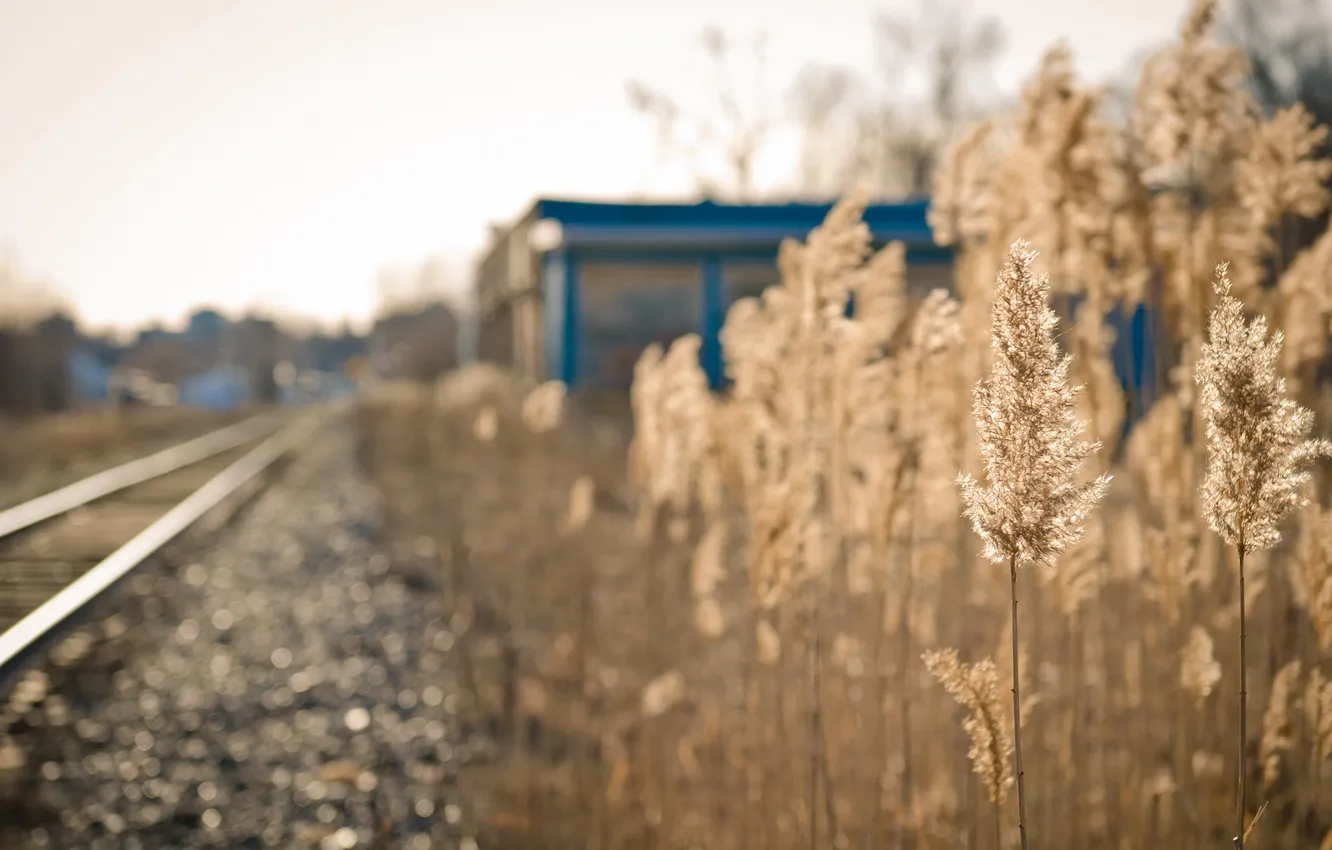 Photo wallpaper grass, light, railroad