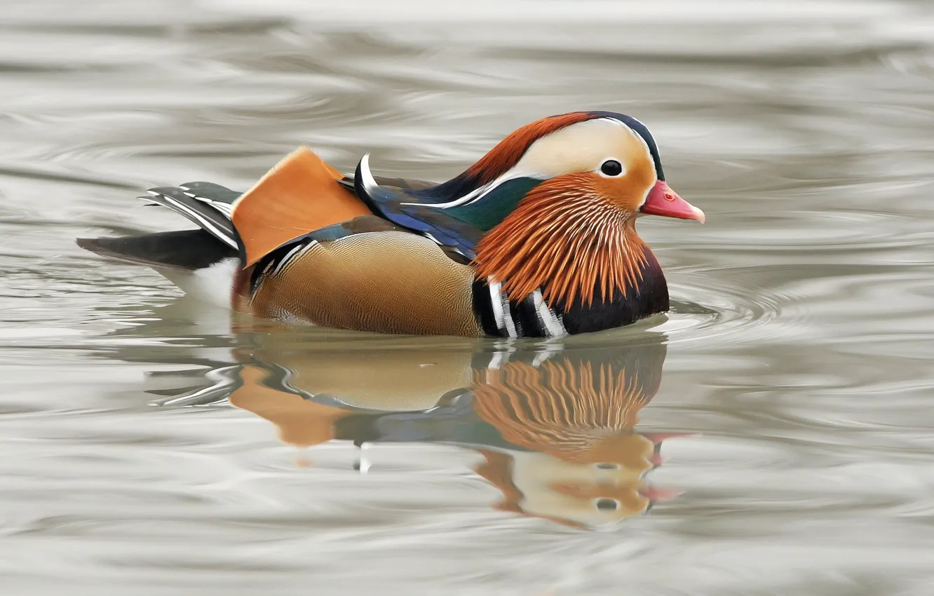 Photo wallpaper color, reflection, river, overcast, color, duck, brightness, floats