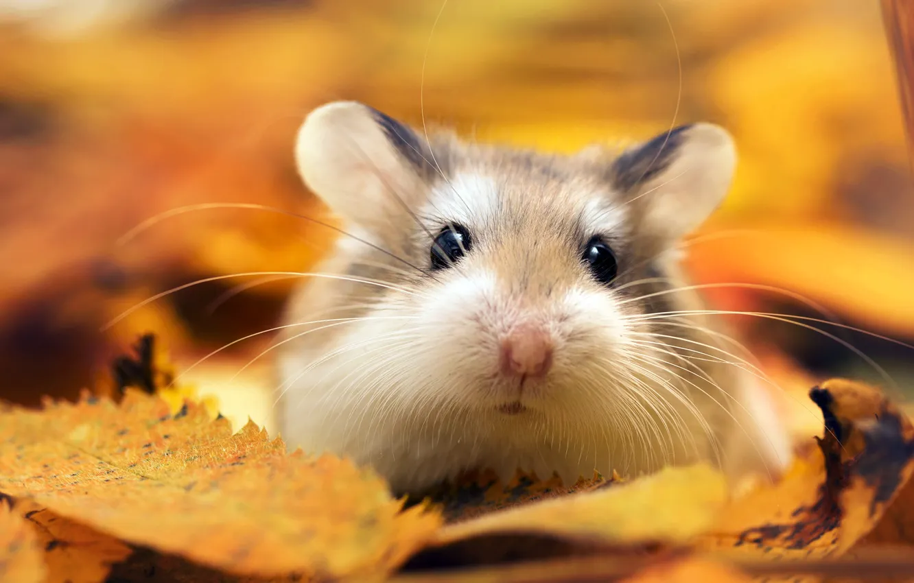 Photo wallpaper autumn, leaves, macro, hamster, by Thunderi