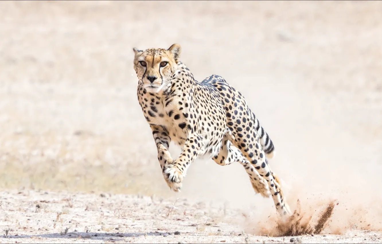 Photo wallpaper jump, predator, Cheetah, jump, cat, predator, Cheetah, slowly
