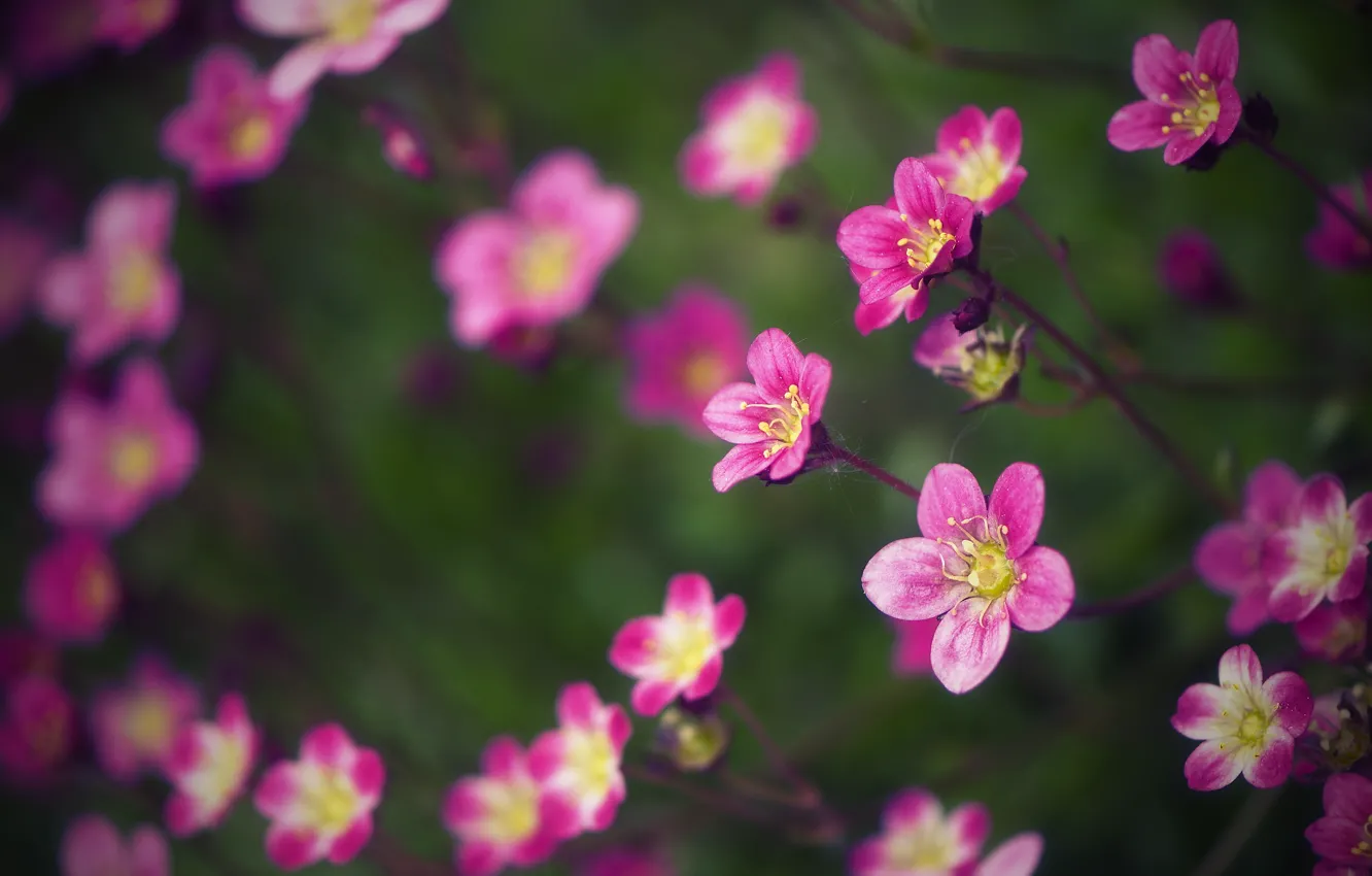 Photo wallpaper macro, flowers, blur