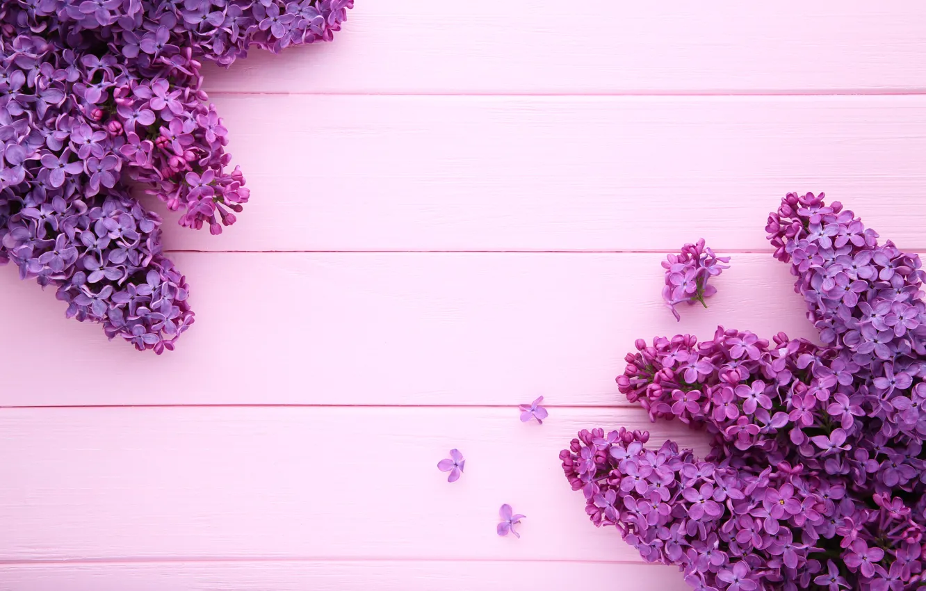 Photo wallpaper flowers, background, pink background, wood, pink, flowers, lilac, purple