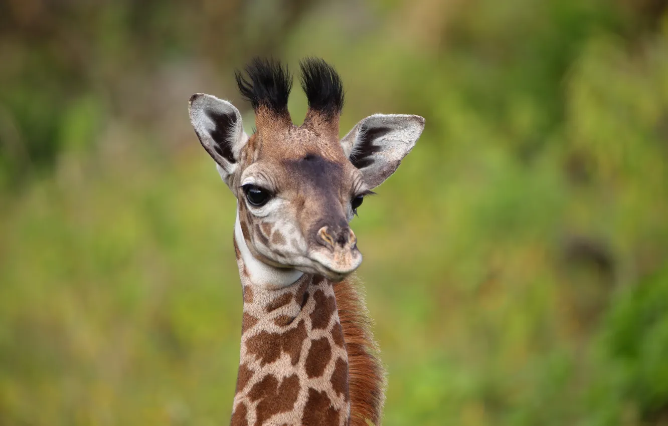 Photo wallpaper giraffe, african, animal skin, Animal Print, Cute animal, adorable animal