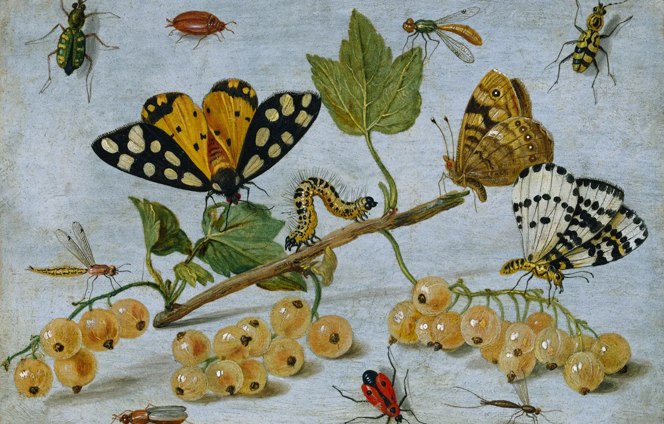 Photo wallpaper caterpillar, berries, butterfly, oil, picture, still life, currants, Jan van Kessel the elder
