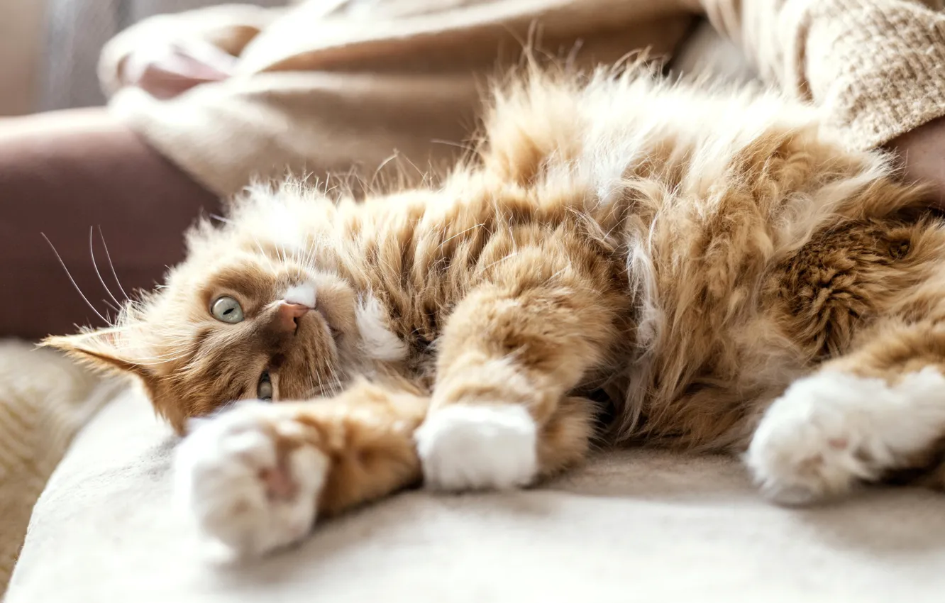 Photo wallpaper cat, cat, lies, red