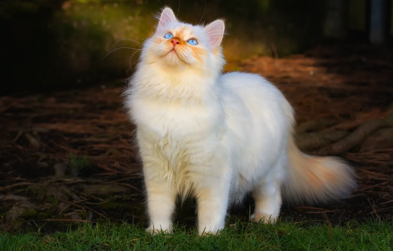 Photo wallpaper cat, grass, cat, look, light, pose, portrait, fluffy