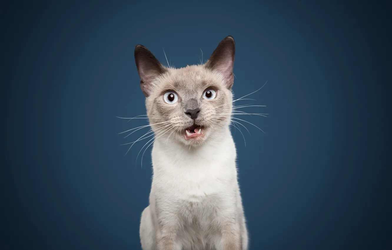 Photo wallpaper cat, cat, background, portrait
