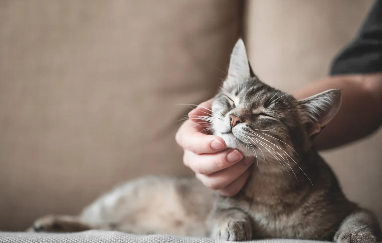 Photo wallpaper cat, cat, pose, grey, hands, lies, fingers, weasel