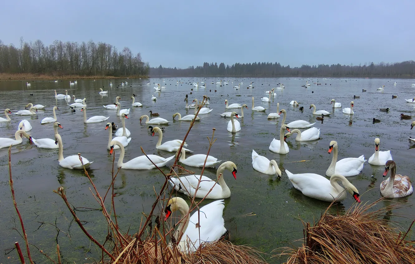 Photo wallpaper swans, pond, a lot