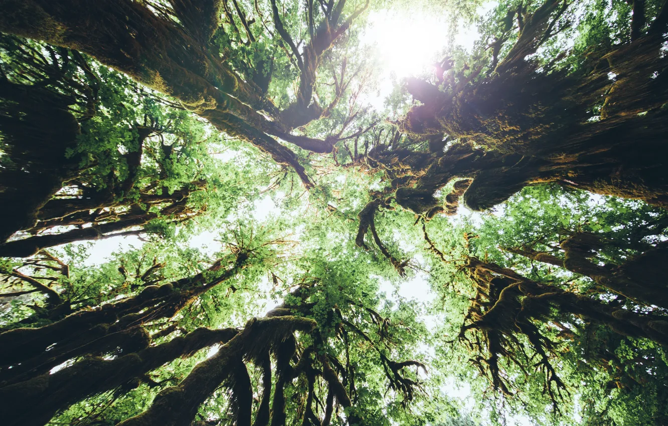 Photo wallpaper forest, trees, nature, Olympic National Park, Hoh Rain Forest