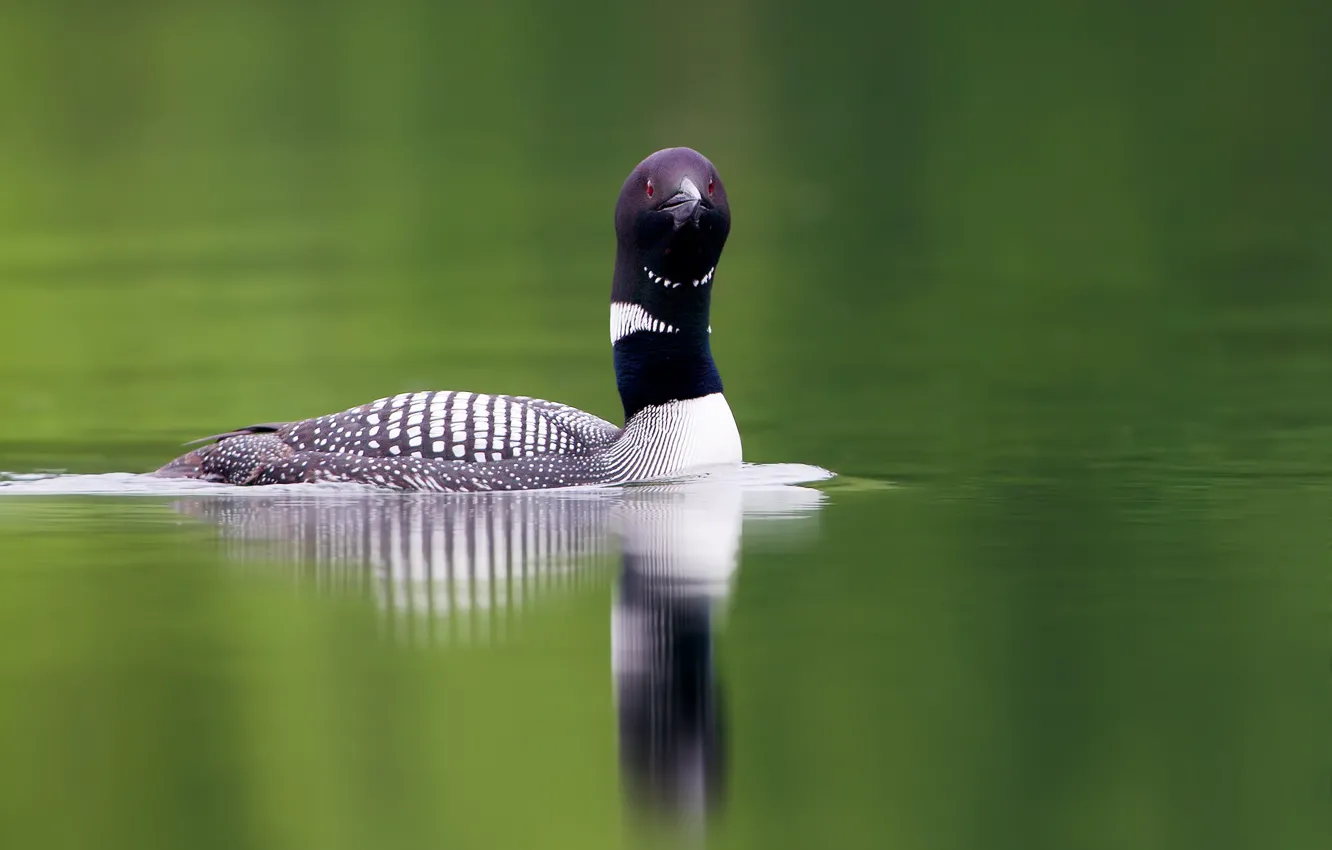Photo wallpaper water, lake, water, lake, red eye, long neck, Loon, long neck