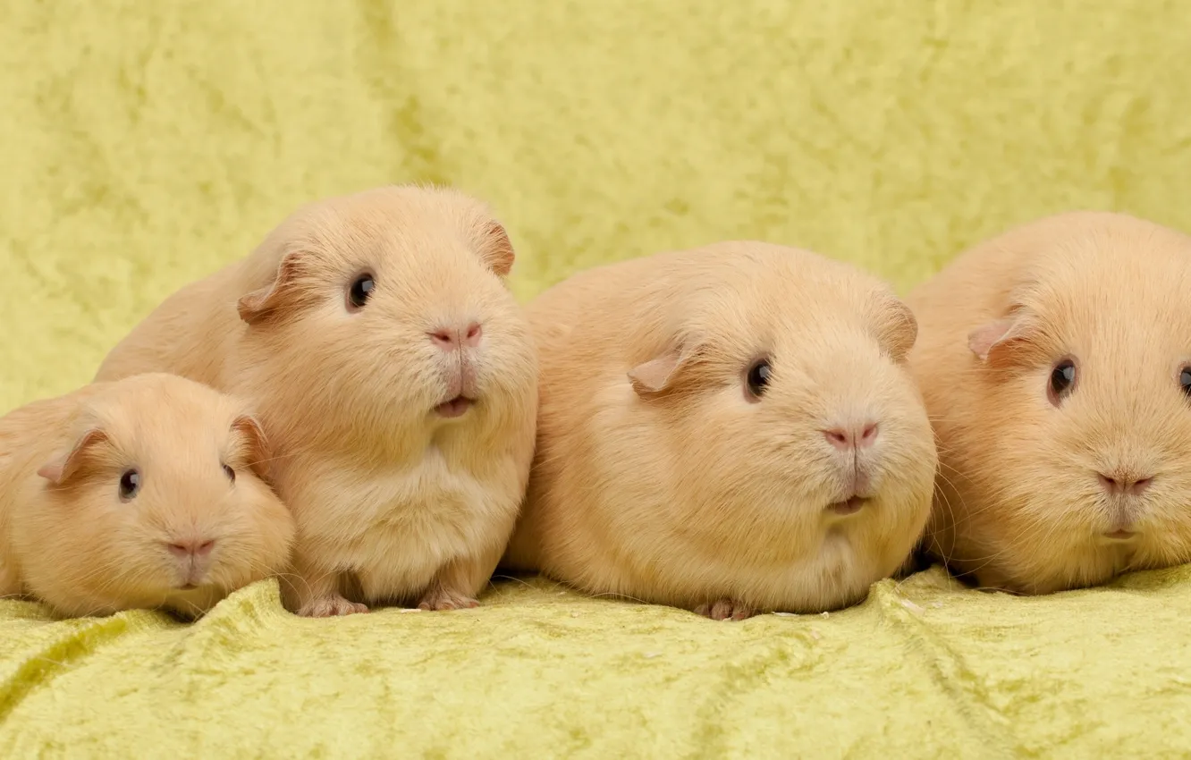 Photo wallpaper Quartet, family, Guinea pigs