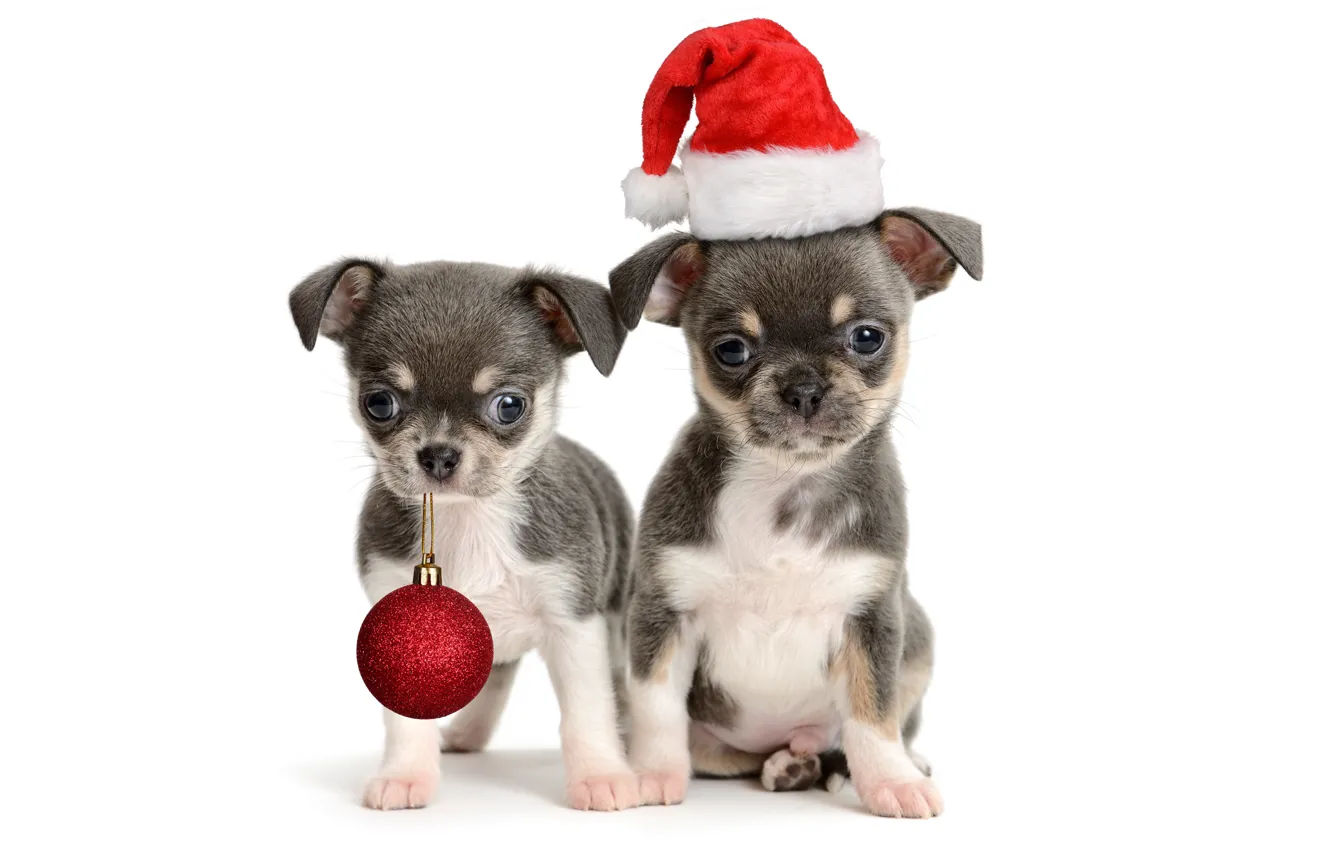 Photo wallpaper animals, dogs, red, holiday, toy, new year, ball, puppies