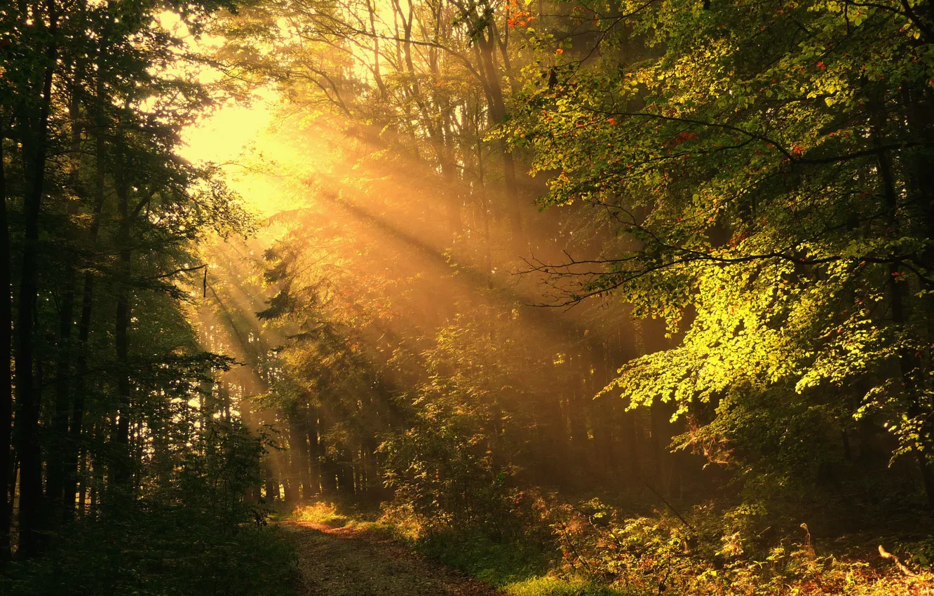 Photo wallpaper road, autumn, forest, rays, solar