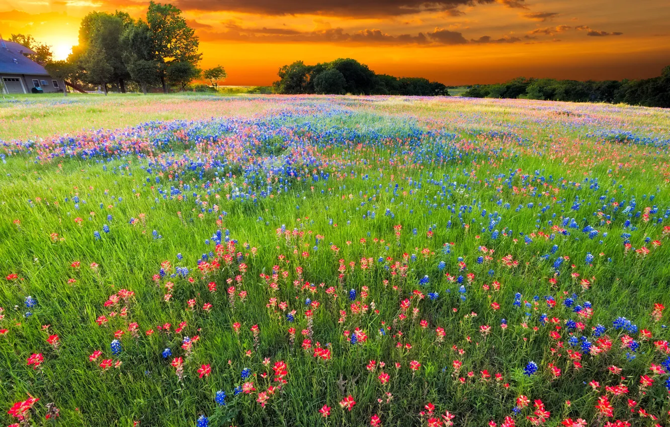 Photo wallpaper field, summer, flowers, glade, home, meadow, house, blooming